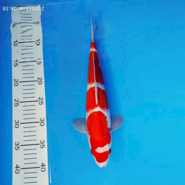 ARENA 12 ~ KOHAKU ANTIQ ™