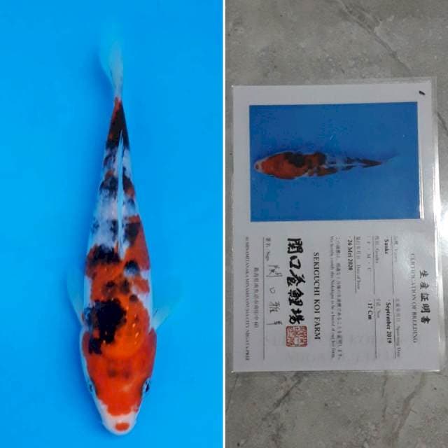 Sekiguchi sanke 17cm sertifikat
