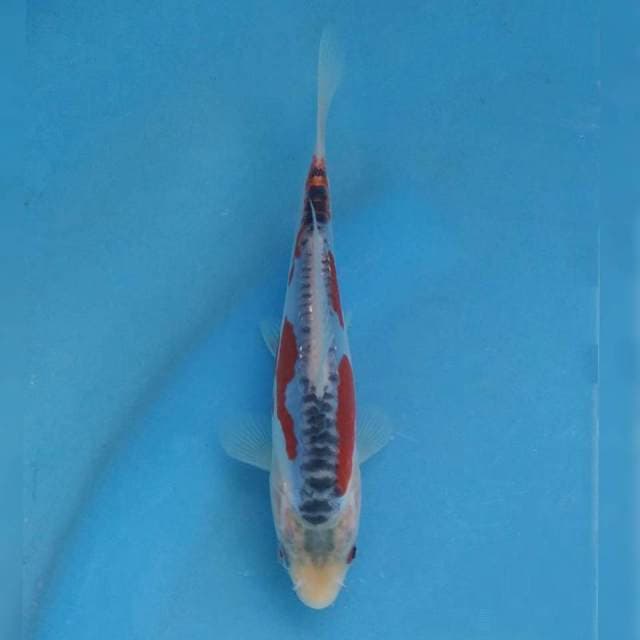Yamaju Shusui