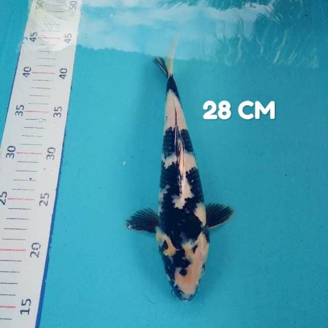 #4. Shiro 28 CM