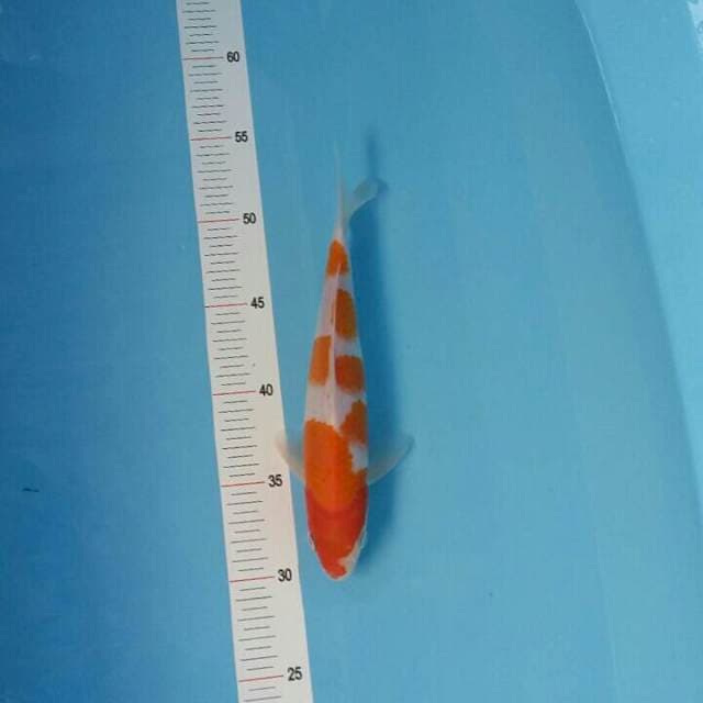 Kohaku