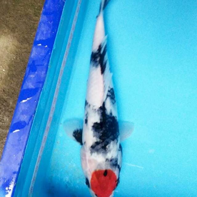 tancho showa tategoi 27cm