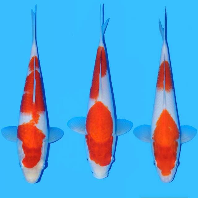 Kohaku Mix 2