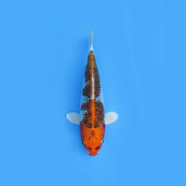 NEAR KOI - 28CM - KURO KUJAKU 3 STEP ?