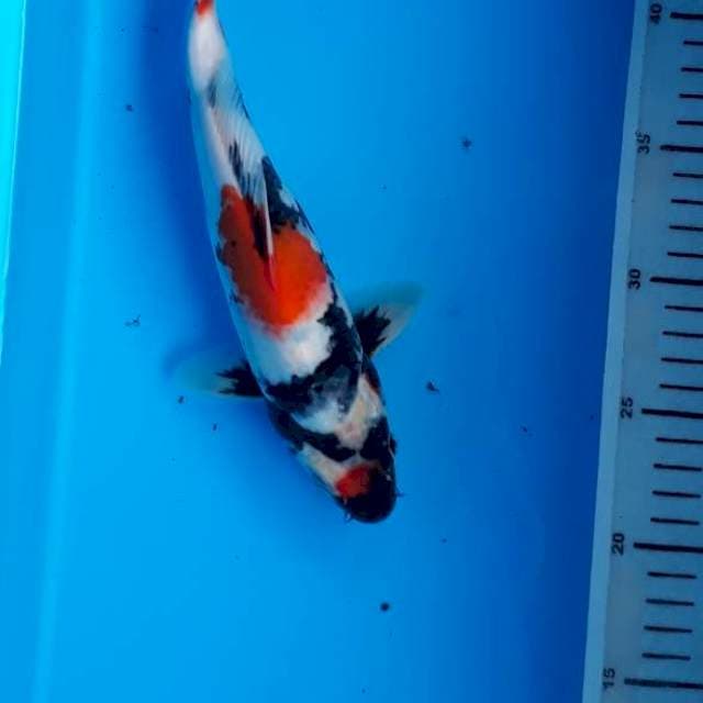 Showa 25cm