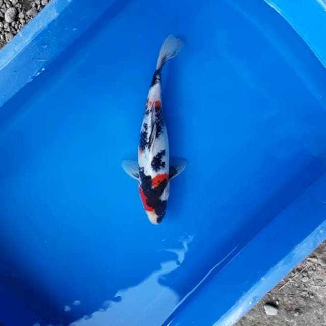 Showa 25cm
