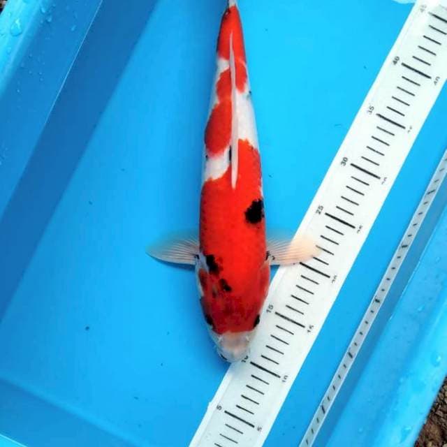 Showa 38cm