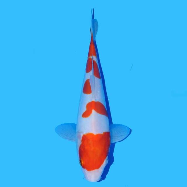 Kohaku