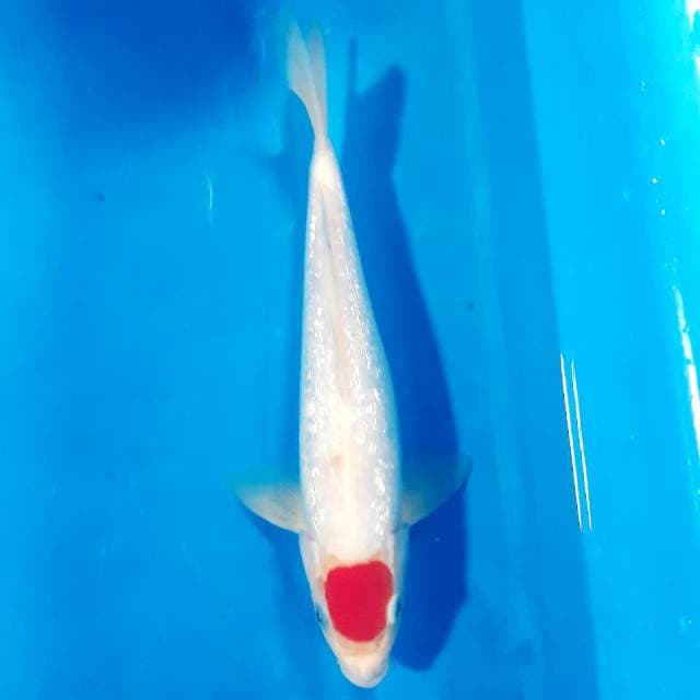 Tancho gindrin male 31cm