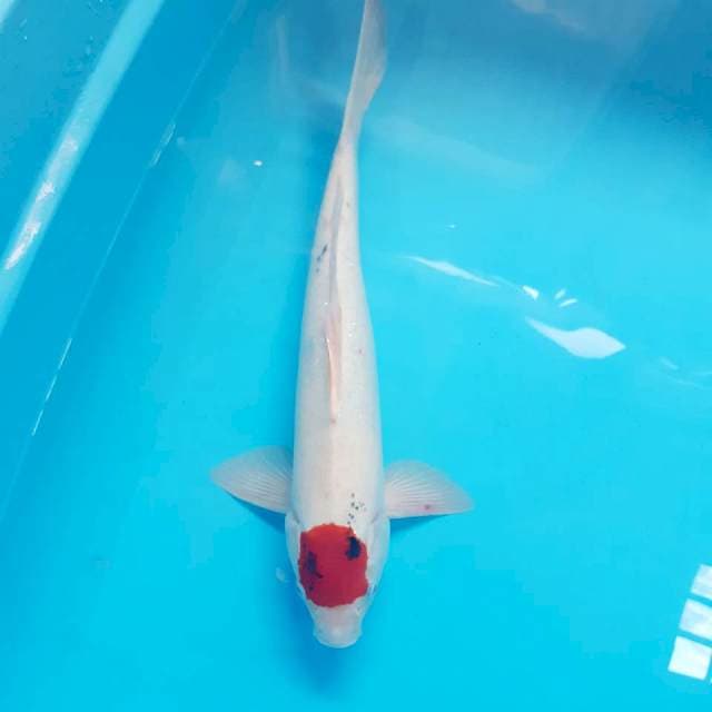 Tanchoshowa male 44cm