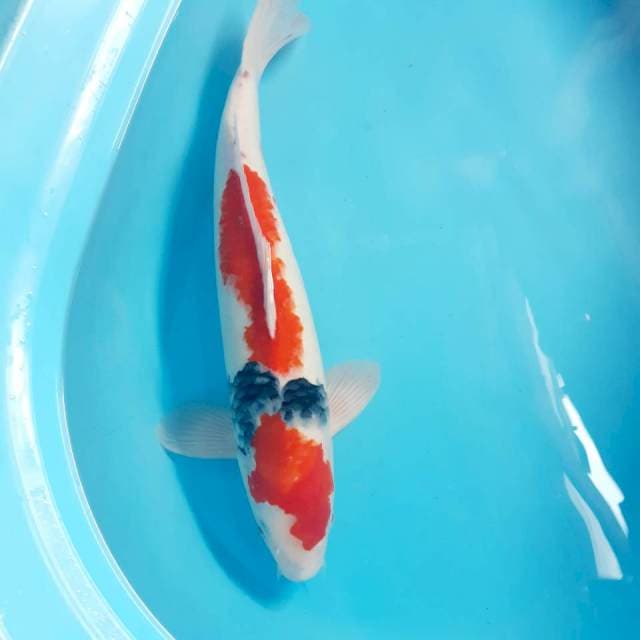 Showa 50cm