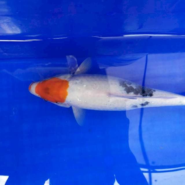Tancho Showa 35cm