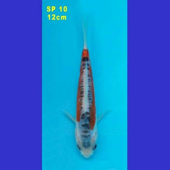 SHUSUI F1 KONISHI 80 BU (SP 10)