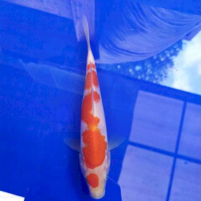 Kohaku 19cm