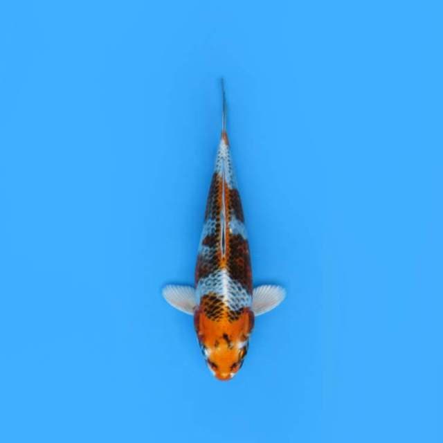 NEAR KOI - 25CM - SIMPLE 3 STEP
