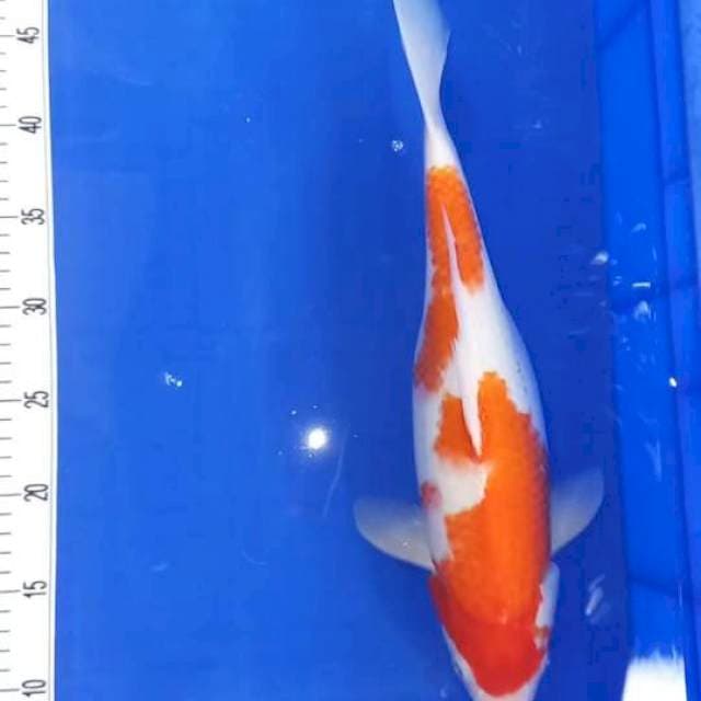Hamil muda
