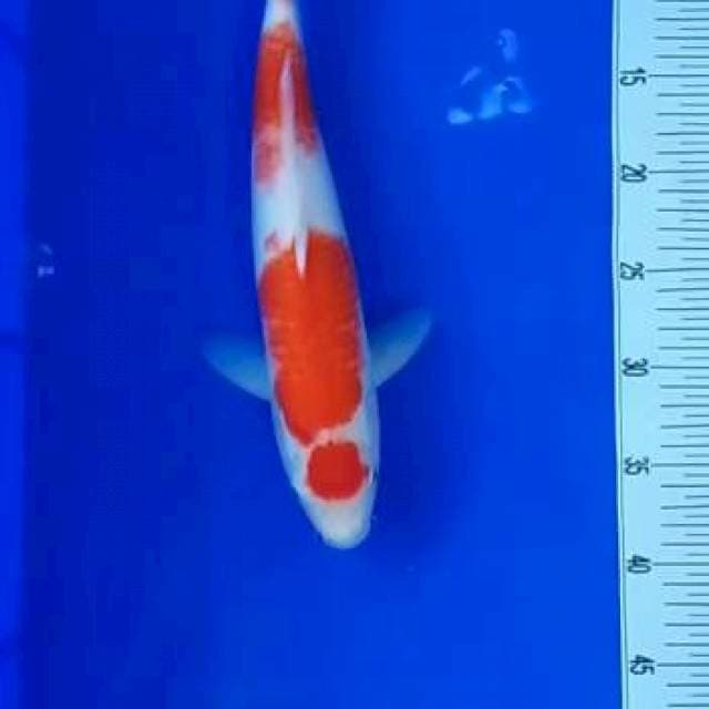 Kohaku maruten original