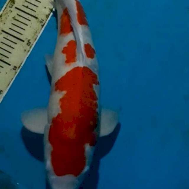 Kohaku 50cm