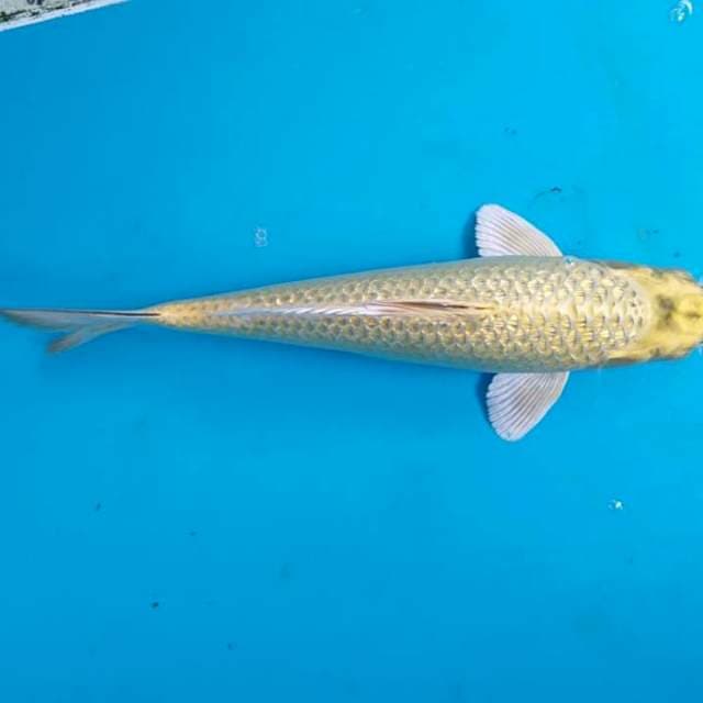 Mukasi