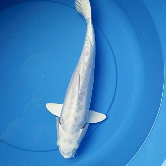 Salju aragoke 38cm