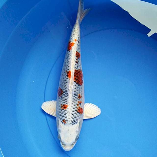 37cm male