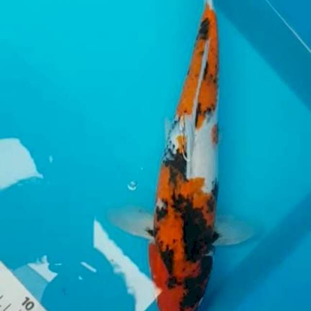 Showa 35cm bu