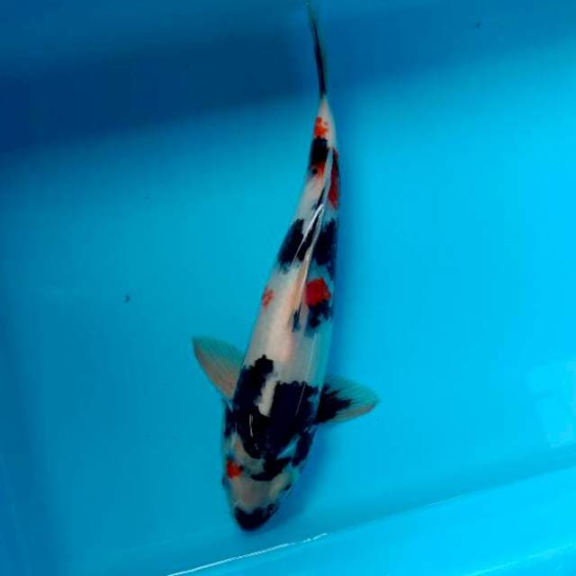 Showa, 32cm. Female