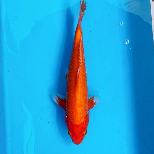 BENIGOI TEMBUS PERUT 35CM MALE