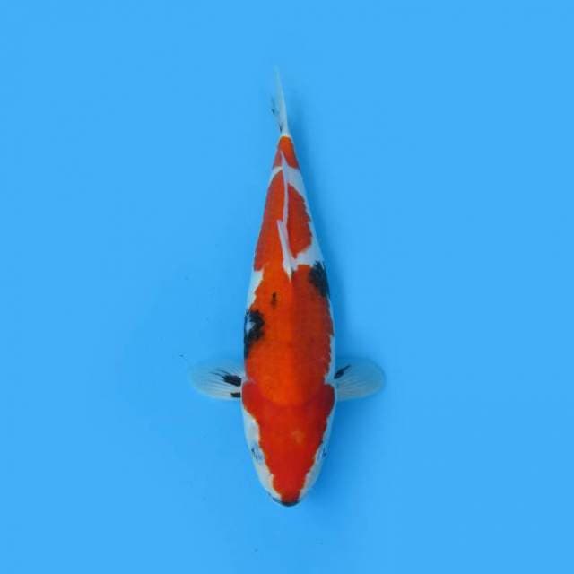 NEAR KOI - 37CM - SHOWA TATEGOI ?