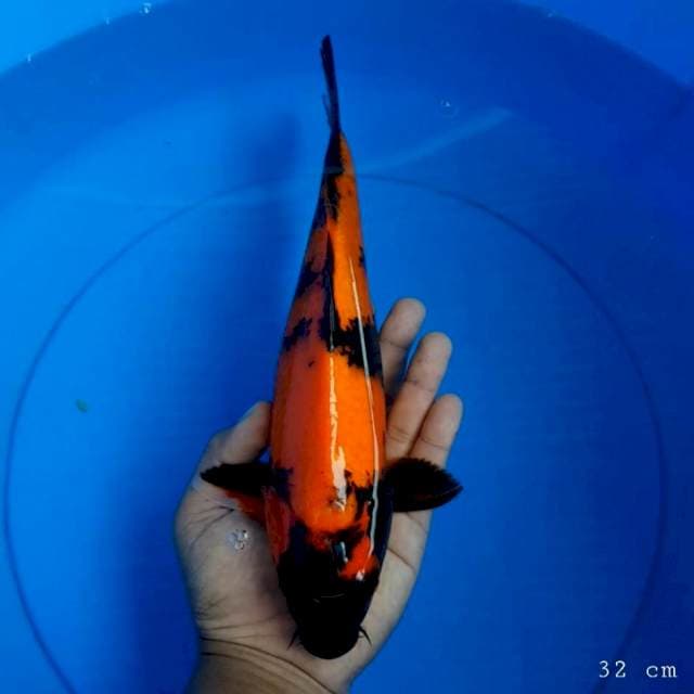Hi utsuri 32 cm