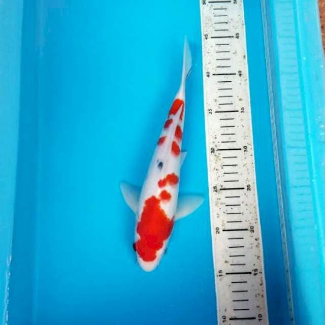 SANKE RED STRONG 29 CM MALE