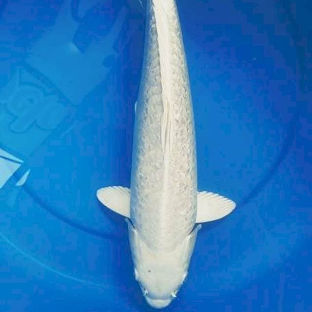 A. Platinum GINRIN | 37CM