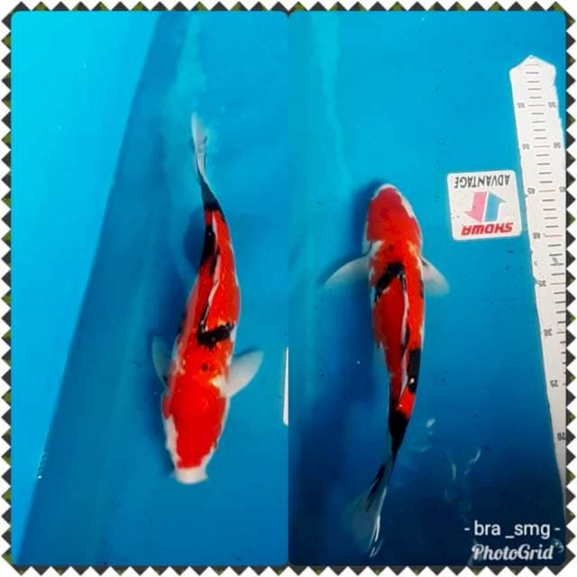 Showa ginrin 🍓37cm
