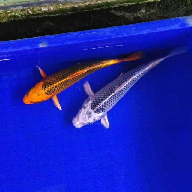 Duet matsuba 23vs24