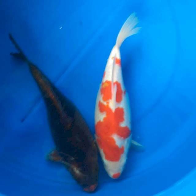 Sk karasu short body