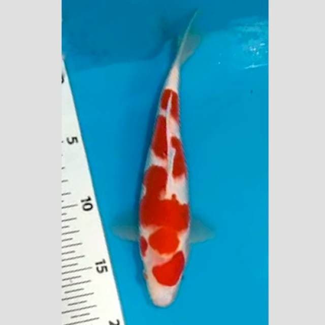 kohaku merah strong sq