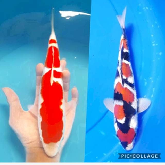 2 ekor amunisi garut 30cm