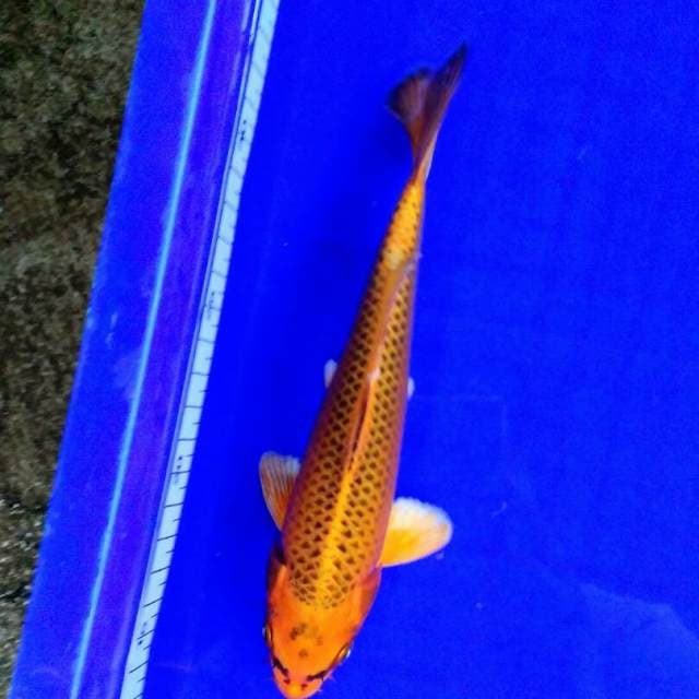 Gin matsuba 24cm