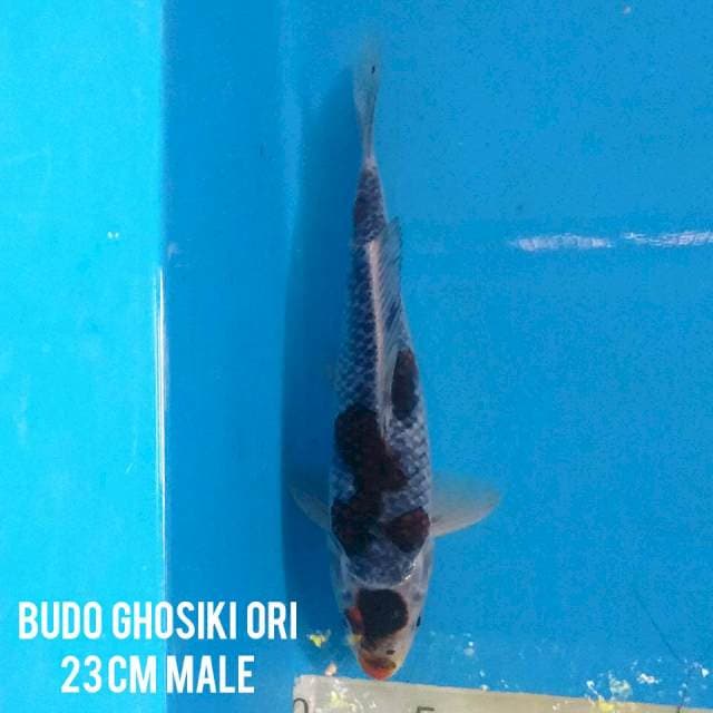 BUDO GOSHIKI ORI