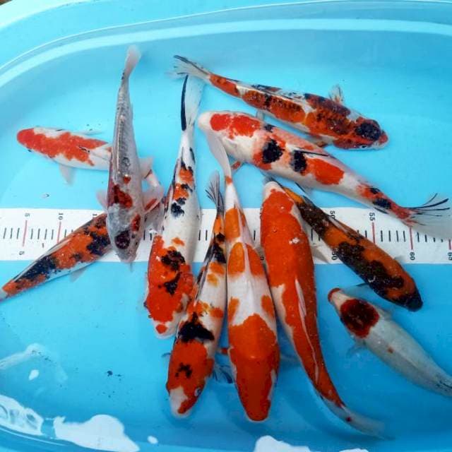 MixKoi 28cm-40cm