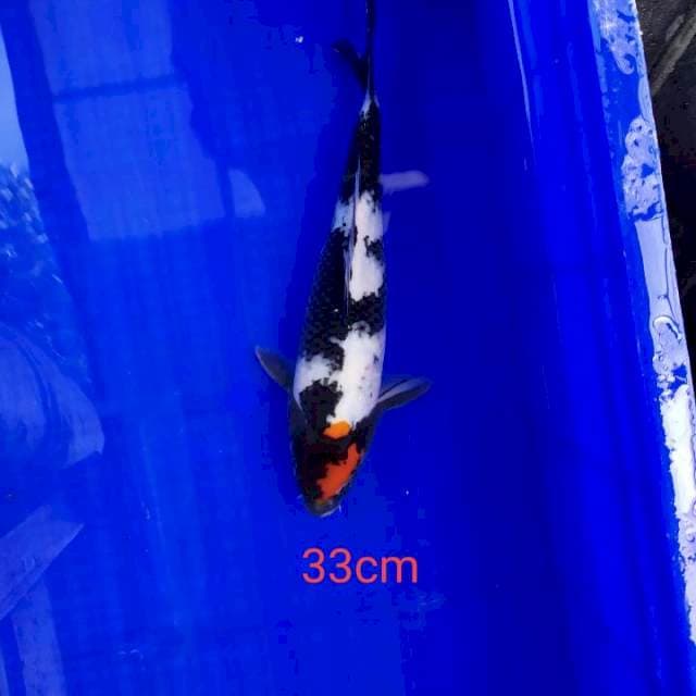 Tancoshowa33cm