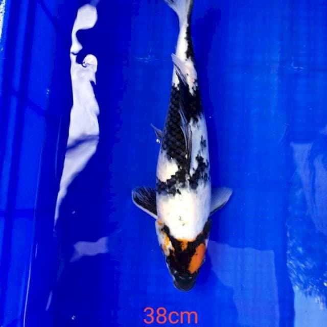 Tanco showa 38cm