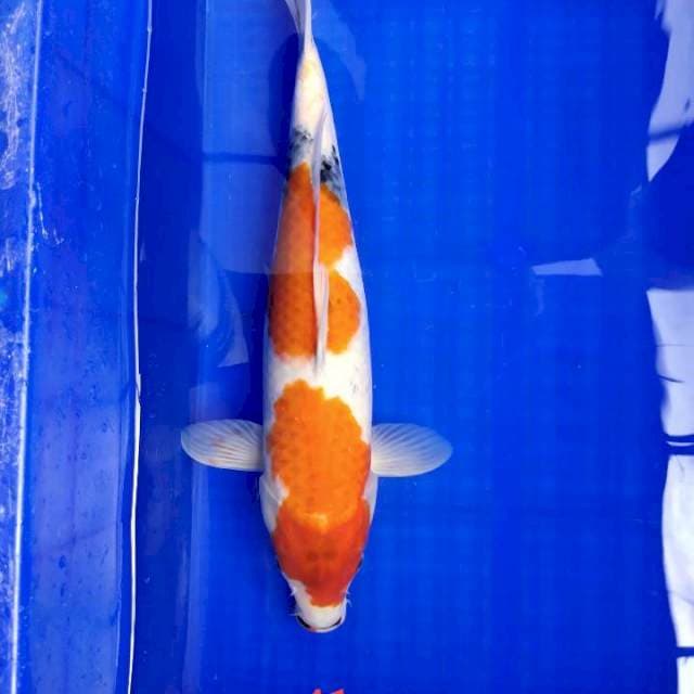 Showa41cm