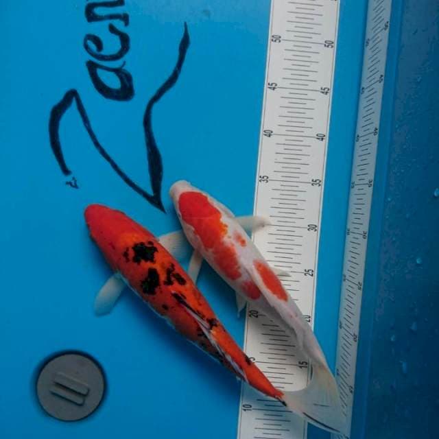 Mix Akasanke kohaku