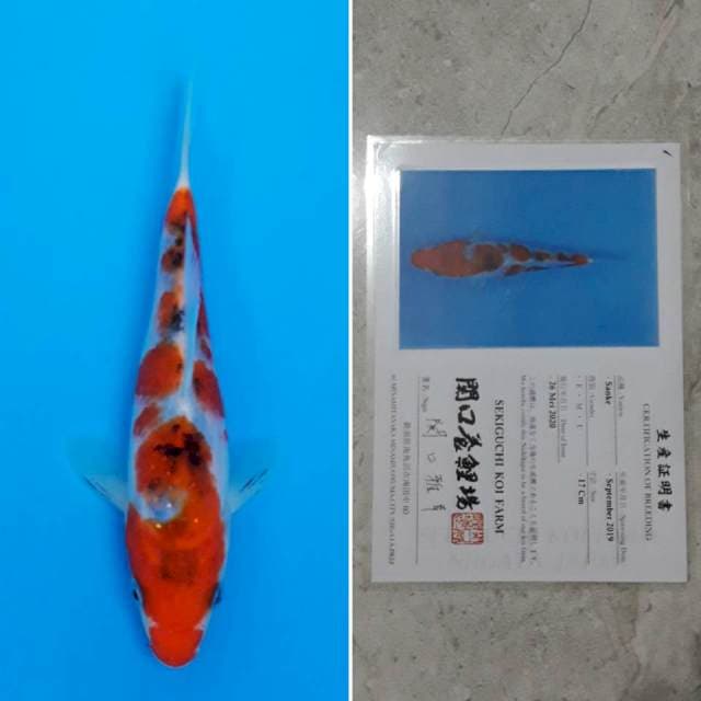 Sekiguchi sanke 17cm sertifikat