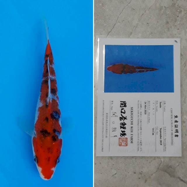 Sekiguchi sanke 14cm sertifikat
