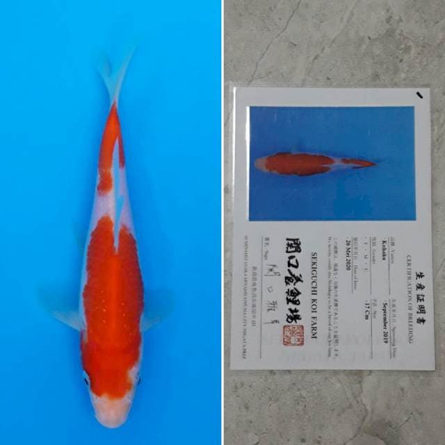 Sekiguchi kohaku 17cm sertifikat