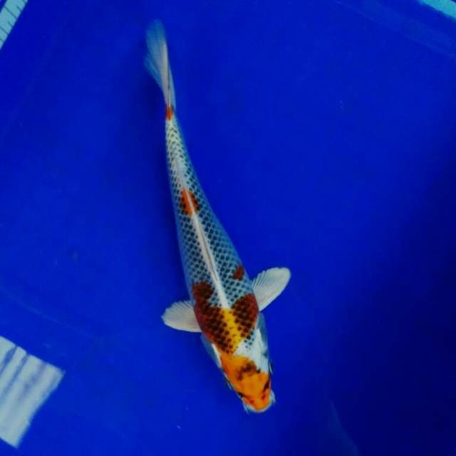 Kujaku 24cm