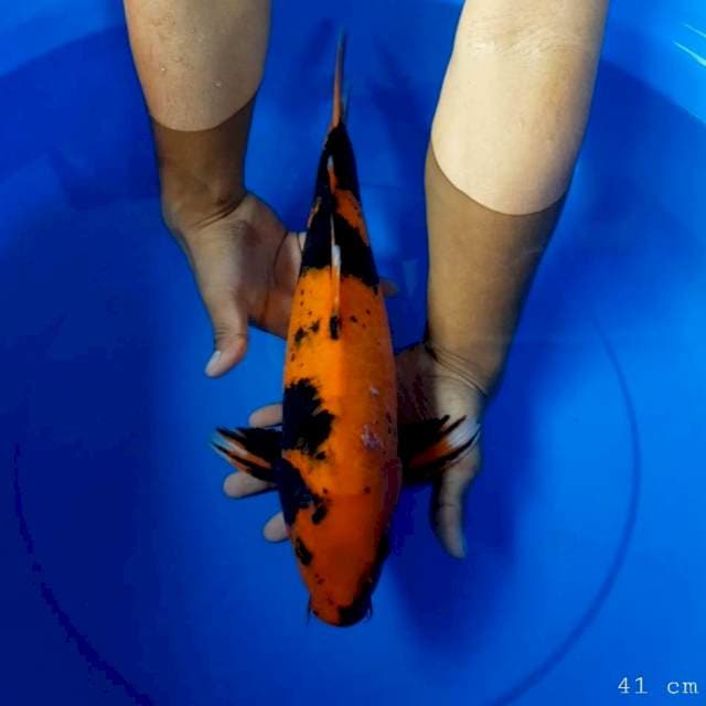 Hi utsuri 41 cm