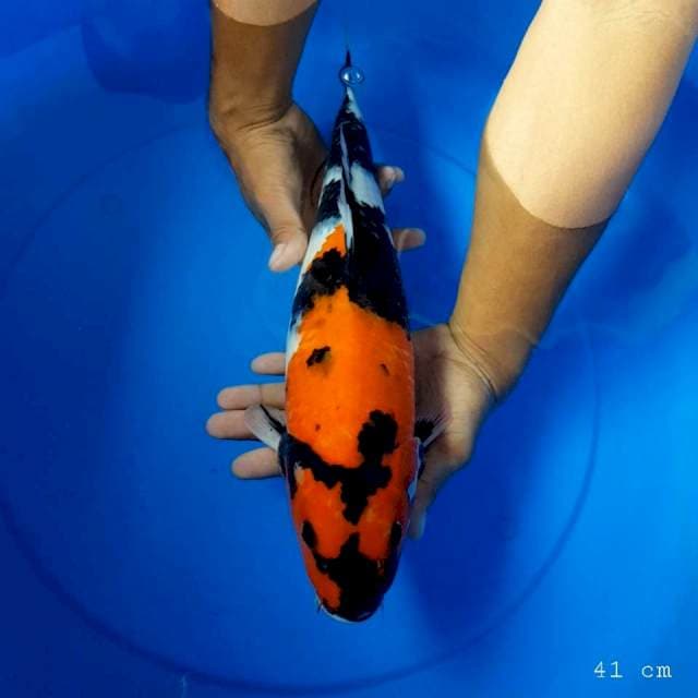 Showa original 41 cm